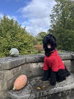 Dekreu medium Australian Labradoodle, Reu, 1 tot 2 jaar, Parvo, Eén hond