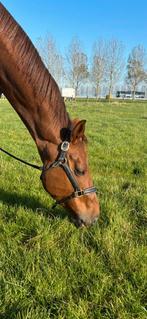 Paardenliefhebber, stalhulp gezocht, Vacatures