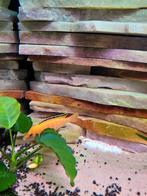 Te koop koppel cichliden, Dieren en Toebehoren, Vissen | Aquariumvissen, Vis