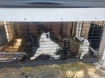 Gratis konijnen Almere, Dieren en Toebehoren, Konijnen