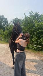 Bijrijder/leaser aangeboden, Dieren en Toebehoren, Ophalen of Verzenden, Zo goed als nieuw