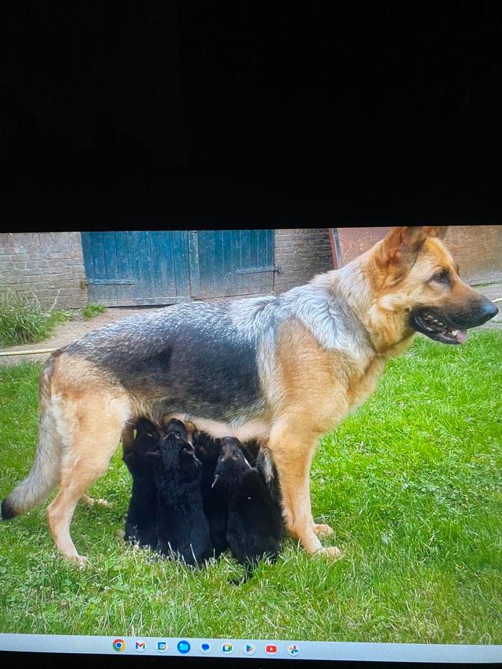 Te koop: Raszuivere Duitse herder pups., Dieren en Toebehoren, Honden | Herdershonden en Veedrijvers, Meerdere dieren, Herder