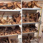 Partij Kienhout / Driftwood / Spiderwood, Hout Decoratie, Ophalen of Verzenden, Zo goed als nieuw, Plant(en), Steen of Hout
