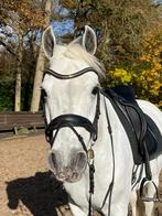 Lieve 10 jarige E pony ruin te koop, Ruin, Recreatiepaard
