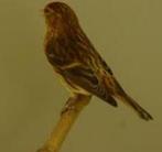 Kleine Barmsijs POP, Dieren en Toebehoren, Vogels | Overige Vogels, Vrouwelijk, Wildzangvogel, Geringd