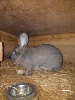 Vlaamse reuze, Dieren en Toebehoren, Konijnen, Mannelijk, Groot