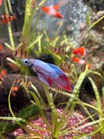 div Betta splendens-separ, Vis, Zoetwatervis