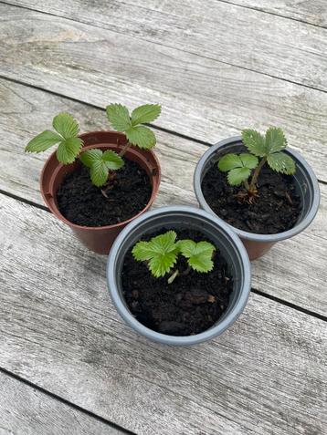 🍓 Biologische bosaardbei Fragaria vesca wilde aardbei beschikbaar voor biedingen