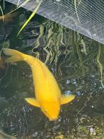 Koi Platinum ogon 85 cm, Dieren en Toebehoren, Vissen | Vijvervissen, Karper of Koi