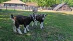 Toggenburger bokjes, Dieren en Toebehoren, Schapen, Geiten en Varkens, Mannelijk, Geit, 0 tot 2 jaar