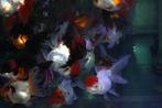 Handpick Oranda, Leeuwenkop, Rozentail Goudvis ca 15 cm