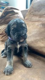 Prachtige pups Labradoodle x Berner Sennen x Friese Stabij, Dieren en Toebehoren, 8 tot 15 weken, Teef, Eén hond, Middel