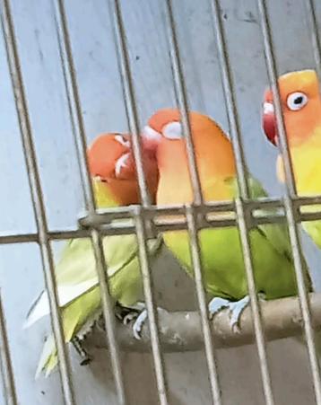 Prachtig koppel agapornis fisheri opaline pastelino  beschikbaar voor biedingen