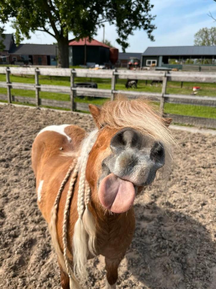 Verzorgster gezocht 15+, Dieren en Toebehoren, Paarden en Pony's | Verzorgingsproducten, Nieuw, Ophalen