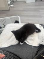 kittens, Dieren en Toebehoren, Katten en Kittens | Overige Katten