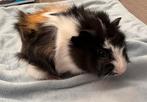 Jonge tamme cavia zeugjes ( geen groothandel), Cavia, Vrouwelijk, Januari, Tam