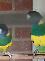 Parkieten te koop, Dieren en Toebehoren, Vogels | Parkieten en Papegaaien, Meerdere dieren, Parkiet, Geringd