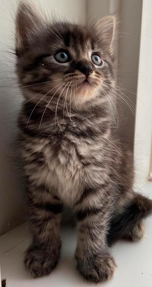Mooie kitten een poesje moeder ragdoll, Dieren en Toebehoren, Katten en Kittens | Raskatten | Langhaar, Poes