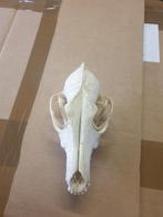 Coyote Schedel - prairy wolf-Natuurlijke Decoratie, Ophalen of Verzenden, Gebruikt, Wild dier, Schedel