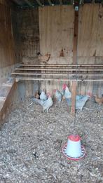 Isabel patrijs leghorn, Dieren en Toebehoren, Pluimvee, Meerdere dieren, Kip
