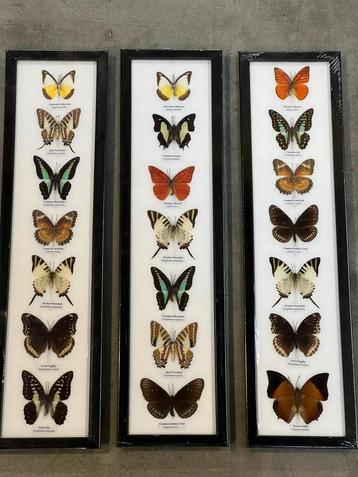 Opgezette vlinders in lijst beschikbaar voor biedingen