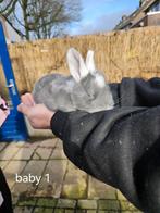 Jonge duitse reuzen, Dieren en Toebehoren, Konijnen, Meerdere dieren, Groot