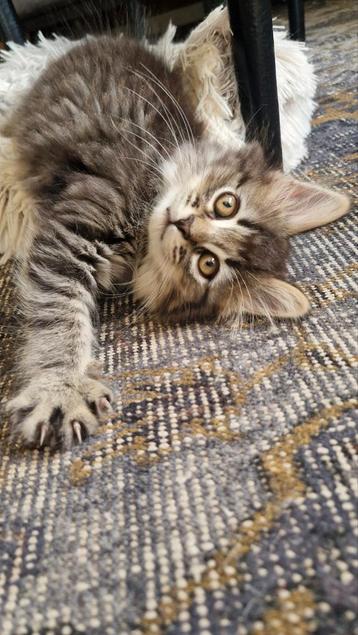 Siberische kat x Ragdoll kittens beschikbaar voor biedingen