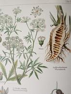 Botanische Litho Giftpflanzen I - 1894, Antiek en Kunst, Ophalen of Verzenden