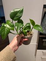 Epipremnum 'Jungle Star' (Marble Green), Huis en Inrichting, Kamerplanten, Ophalen, Overige soorten, Halfschaduw, In pot