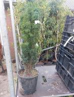 Taxus baccata 'Fastigiata Robusta ', Ophalen, Taxus, Minder dan 100 cm
