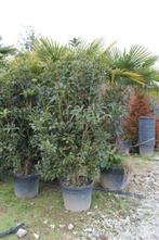 Osmanthus fragrans Schijnhulst, Overige soorten, Vaste plant, Ophalen of Verzenden, Halfschaduw