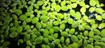 Oppervlakte plantjes voor aquarium groen drijfplantje, Plant(en), Steen of Hout, Ophalen of Verzenden, Zo goed als nieuw