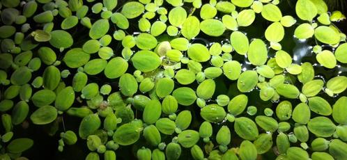 Oppervlakte plantjes voor aquarium groen drijfplantje, Dieren en Toebehoren, Vissen | Aquaria en Toebehoren, Zo goed als nieuw