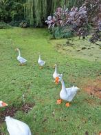 Knobbel ganzen, Meerdere dieren, Gans of Zwaan