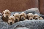 Engelse working cocker spaniel pups (golden), Dieren en Toebehoren, Honden | Retrievers, Spaniëls en Waterhonden, Particulier
