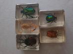 Insecten in kunsthars, Ophalen of Verzenden