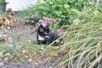 Kitten, Ophalen, Nieuw