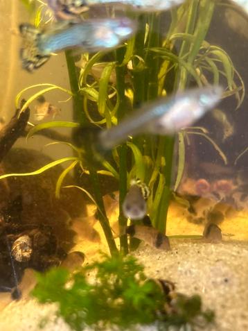 Corydora Panda beschikbaar voor biedingen