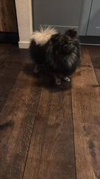 Herplaatser Spoed!, Dieren en Toebehoren, Honden | Niet-rashonden, Reu, 1 tot 2 jaar, Eén hond, Klein