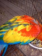 geelvleugel ara, Dieren en Toebehoren, Vogels | Parkieten en Papegaaien, Meerdere dieren, Papegaai, Geringd