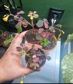 Oxalis plum crazy roze huiskamer plant stekjes, Ophalen, Halfschaduw, Minder dan 100 cm