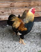 Wyandotte krielhaan, Dieren en Toebehoren, Pluimvee, Mannelijk, Kip
