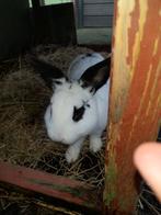 Konijn (dek)ram , wit met zwart, Dieren en Toebehoren, Konijnen, Mannelijk, Middelgroot, 0 tot 2 jaar