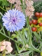 Korenbloem mix, Tuin en Terras, Bloembollen en Zaden, Ophalen of Verzenden, Voorjaar, Volle zon