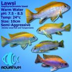 Gezocht  Malawi lawsi, Dieren en Toebehoren, Vissen | Aquariumvissen, Vis