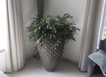 Heel grote plantenpot met plant (lidcactus)