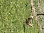 Broedeieren baardkuifhoenders, Dieren en Toebehoren, Geslacht onbekend, Kip
