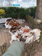 Choco motled USA zijdehoen, Dieren en Toebehoren, Pluimvee, Mannelijk, Kip