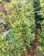 Witte en roze toscaanse jasmijn, Tuin en Terras, Ophalen, Overige soorten, 100 tot 250 cm