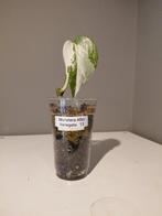 Monstera Albo Variegata  jonge plant   nr 13, Huis en Inrichting, Kamerplanten, Ophalen of Verzenden, Halfschaduw, Minder dan 100 cm